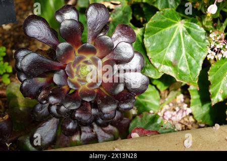 Splendido eonio viola (Aeonium Arboretum) Foto Stock