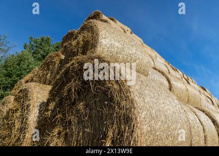 paglia di frumento raccolta in pile dopo la raccolta dei cereali, paglia gialla dal frumento dopo la raccolta per la vendita Foto Stock