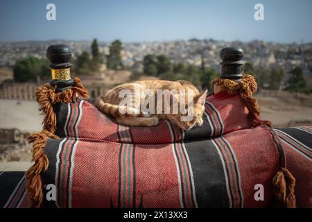 Il giovane e carino Kitten dorme sul cuscino in Jerash. Adorabile gatto Feral giace nel nord della Giordania. Randagi in Medio Oriente. Foto Stock