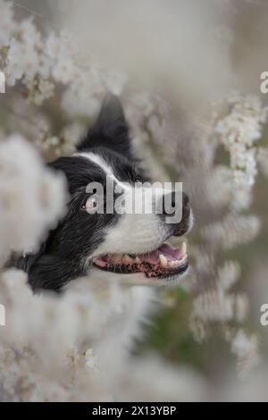 Ritratto verticale di Collie con bordo sorridente. Carino cane bianco e nero durante la primavera. Adorabile Canine Shot durante la primavera. Foto Stock