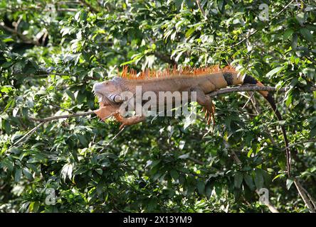 Iguana verde, iguana iguana iguana, seduta su un albero. Tortuguero, Costa Rica, America centrale. Foto Stock