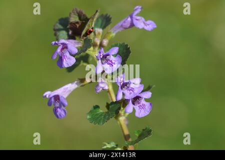 Closeup terreno fiorito-edera (Glechoma hederacea), famiglia di menta Lamiaceae in primavera. Verde sbiadito giardino olandese. Aprile, Paesi Bassi Foto Stock