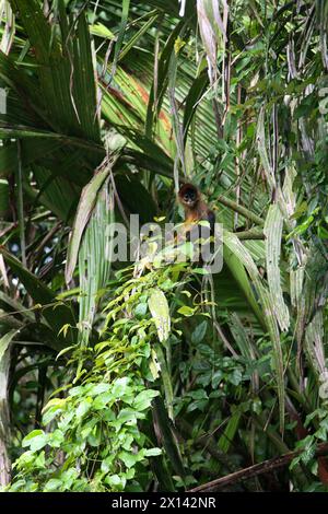 Scimmia ragno ornata, scimmia ragno di Geoffroy, Ateles geoffroyi ornatus, Atelidae, Simiiformes, Haplorhini, primati. Tortuguero, Costa Rica. Foto Stock