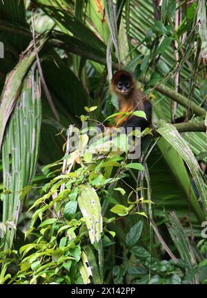 Scimmia ragno ornata, scimmia ragno di Geoffroy, Ateles geoffroyi ornatus, Atelidae, Simiiformes, Haplorhini, primati. Tortuguero, Costa Rica. Foto Stock