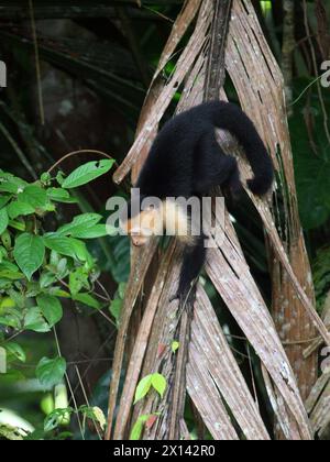 Scimmia cappuccina dalla faccia bianca colombiana, Cebus capucinus, Cebidae, Simiiformes, Haplorhini, primati. Parco nazionale di Tortuguero, Costa Rica. Foto Stock