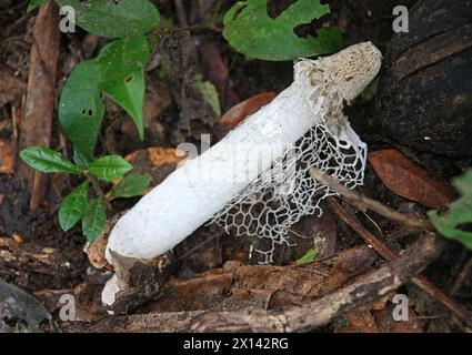 Velo nuziale Stinkhorn, Phallus indusiatus, Phallaceae. Tortuguero, Costa Rica. Foto Stock