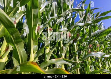 mais verde durante la fioritura in estate, un campo con molto mais crudo verde Foto Stock
