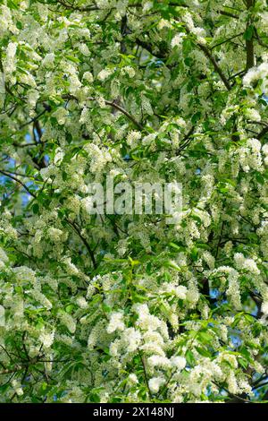 Fiori bianchi su un albero. Prunus padus, ciliegio, hackberry, hagberry, albero di Mayday. La primavera fiorisce. Sfondo floreale. Foto Stock