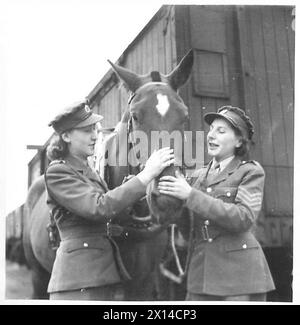 ATS AL LAVORO NEL ROYAL ARMY ORDNANCE CORPS DEPOT - uno dei cavalli utilizzati nel deposito per manovrare carri, riceve una visita dal sergente B. Preston di Retford e Pte. Molly Hill dell'East Ham British Army Foto Stock