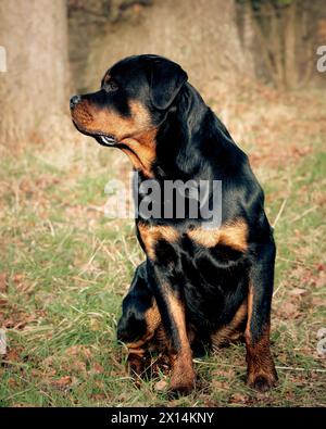 Rottweiler in erba lunga Foto Stock