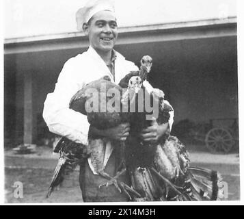 ITALIA : PREPARATIVI PER LA CENA DI NATALE - PTE. Alfred Perry, REME di 56 St Leonards Road, West Hove, Sussex, aveva il compito di prendersi cura di centinaia di tacchini e di un certo numero di maiali che sono stati preparati per la cena di Natale dei soldati in Italia. Le foto sono state scattate presso la "fattoria di casa" temporanea presso i laboratori avanzati di base n. 1. N. 1 LAVORI DI BASE AVANZATI : area DI ROMA , British Army Foto Stock