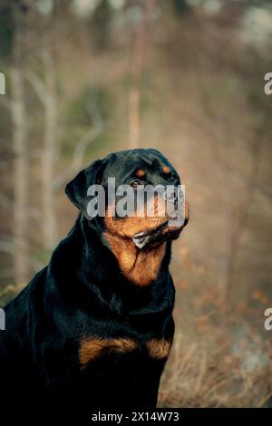 Rottweiler in erba lunga Foto Stock