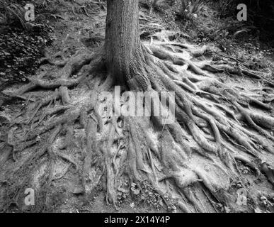 Radici esposte di un albero maturo che è localmente conosciuto come "Octopus Tree" nel Forest Park. Portland, Oregon Foto Stock