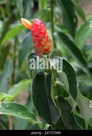 Red Button Ginger, Costus Woodsonii, Costaceae. Tortuguero, Costa Rica. Foto Stock