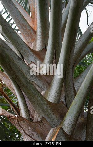 Bismark Palm, Bismarckia nobilis, Arecaceae. Tortuguero, Costa Rica, America centrale. Foto Stock