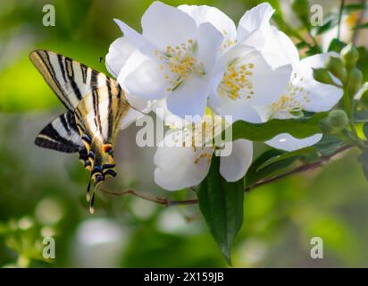 Farfalla Yellow Swallowtail su Sweet Mock-Orange Blossom Foto Stock