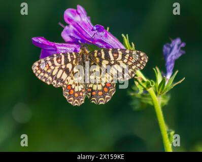 Farfalla Festoon spagnola su fiori viola Foto Stock