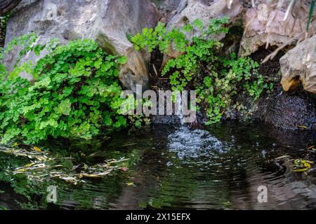 Adiantum capillus-veneris, la felce Southern maidenhair, la felce nera maidenhair, la felce maidenhair, [1] e la felce venere, Foto Stock