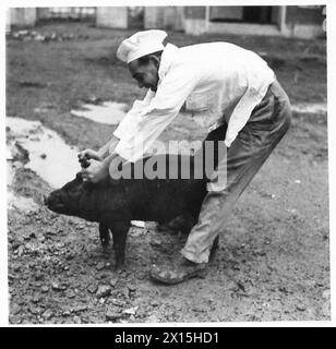 ITALIA : PREPARATIVI PER LA CENA DI NATALE - PTE. Alfred Perry, REME di 56 St Leonards Road, West Hove, Sussex, aveva il compito di prendersi cura di centinaia di tacchini e di un certo numero di maiali che sono stati preparati per la cena di Natale dei soldati in Italia. Le foto sono state scattate presso la "fattoria di casa" temporanea presso i laboratori avanzati di base n. 1. N. 1 LAVORI DI BASE AVANZATI : area DI ROMA , British Army Foto Stock