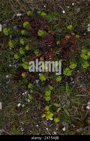 Portland Spurge (Euphorbia portlandica) gruppo di piante in fiore Dorset aprile 2024 Foto Stock