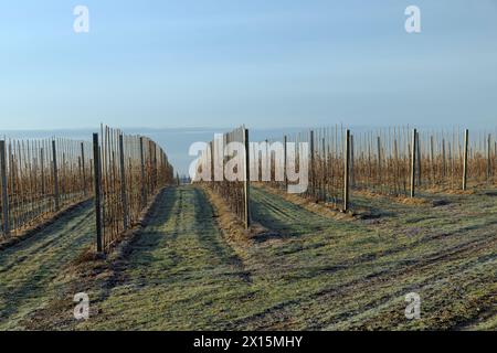 un giovane meleto dove gli alberi sono piantati in file, un meleto nella stagione invernale senza neve in condizioni di sole Foto Stock