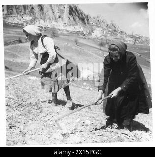 ITALIA: GUERRIGLIERI ITALIANI NELL'APPENNINO - i lavoratori proseguono poi la lavorazione della loro terra, British Army Foto Stock