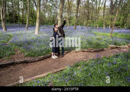 La gente si fa un selfie davanti ai campanelli a Chalet Woods a Wanstead Park, Londra. Data foto: Domenica 14 aprile 2024. Foto Stock