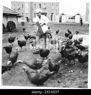 ITALIA : PREPARATIVI PER LA CENA DI NATALE - PTE. Alfred Perry, REME di 56 St Leonards Road, West Hove, Sussex, aveva il compito di prendersi cura di centinaia di tacchini e di un certo numero di maiali che sono stati preparati per la cena di Natale dei soldati in Italia. Le foto sono state scattate presso la "fattoria di casa" temporanea presso i laboratori avanzati di base n. 1. N. 1 LAVORI DI BASE AVANZATI : area DI ROMA , British Army Foto Stock