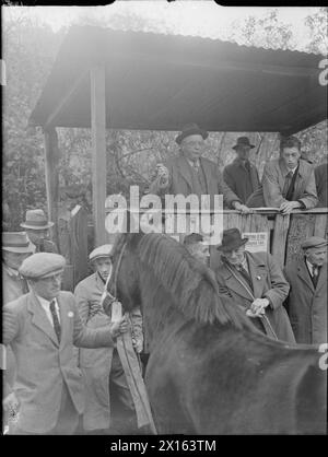 Alla fiera dei pony di Bampton a Devon, in Inghilterra, una cart colt viene venduta da un banditore che tiene un martelletto. Il cavallo ha un'etichetta di briglia, e una pugnalata la tiene. Gli agricoltori e i concessionari discutono le scorte intorno all'anello di vendita nell'ottobre 1943. Foto Stock
