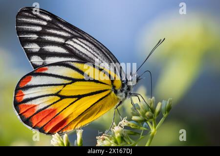 Painted Jezebel, Delias hyparete, raccolta di polline su fiori selvatici, Thailandia Foto Stock