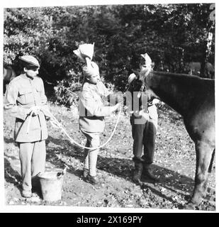 CONTINGENTE INDIANO DI MULI - uno dei muli che ricevono trattamento dal Vet British Army Foto Stock