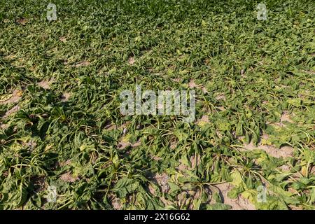 un campo con barbabietole appassite durante il caldo e la siccità, un campo in cui il raccolto di barbabietole si asciuga dal caldo e dalla mancanza di piogge in estate Foto Stock