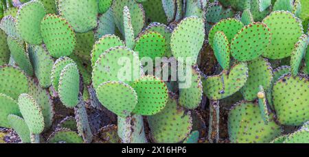 Blind Ficodindia cactus nel Parco nazionale di Big Bend. Foto Stock