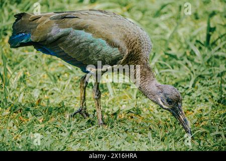 Ibis iridescente nel verde dell'Uganda Foto Stock