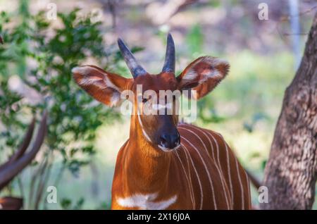 Bongo antilope al Natural Bridge Wildlife Ranch. Foto Stock