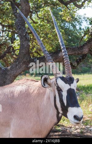 Gemsbok al Natural Bridge Wildlife Ranch. Foto Stock