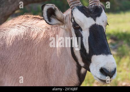 Gemsbok al Natural Bridge Wildlife Ranch. Foto Stock