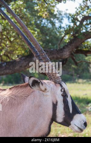 Gemsbok al Natural Bridge Wildlife Ranch. Foto Stock