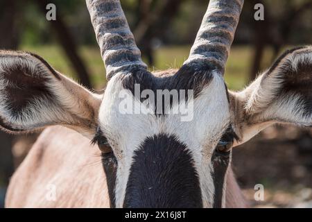 Gemsbok al Natural Bridge Wildlife Ranch. Foto Stock