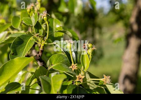 fogliame verde di una pera in primo piano contro un cielo blu, fogliame verde di una pera in un frutteto dopo la fioritura Foto Stock