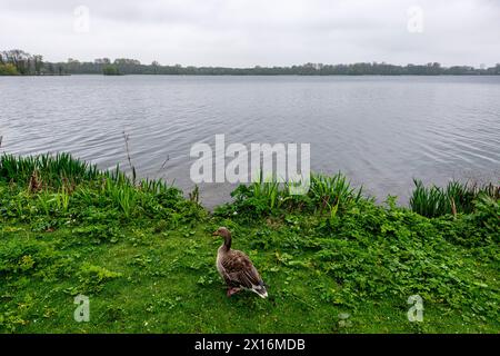 Passeggia per la riserva naturale urbana del lago Kralingen intorno al lago Kralingen e la Foresta di Kralingen è un'area di svago e attività solitamente ben utilizzata per le persone che vivono a Rotterdam - la regione dell'Aia, paragonabile al Central Park di New York. Solo molto più grande. Vista sul lago. Rotterdam, Paesi Bassi. Rotterdam Kralingse Bos / Kralingse Plas Zuid-Holland Nederland Copyright: XGuidoxKoppesx Foto Stock