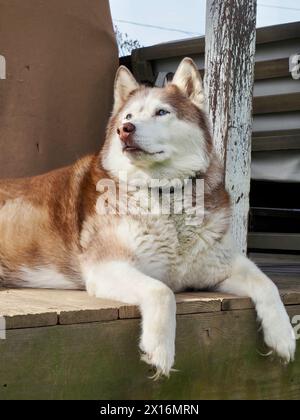 Red Siberian Husky dog - avvisa mentre riposa sul portico anteriore Foto Stock