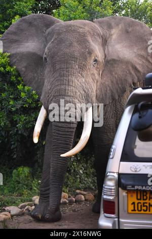 Un impressionante elefante vaga casualmente attraverso l'area di parcheggio del Lodge, offrendo un incontro surreale e indimenticabile con la fauna selvatica vicino alla splendida terra Foto Stock