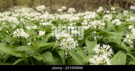 Aglio selvatico fiorito in un ambiente boschivo, fogliame primaverile Foto Stock