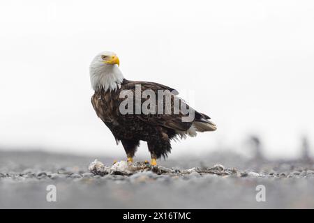 Aquila Calva (Haliaeetus leucocephalus), Ninilchik, Kenai, Alaska, Stati Uniti Foto Stock