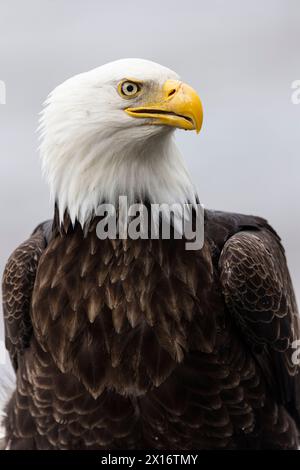 Aquila Calva (Haliaeetus leucocephalus), Ninilchik, Kenai, Alaska, Stati Uniti Foto Stock