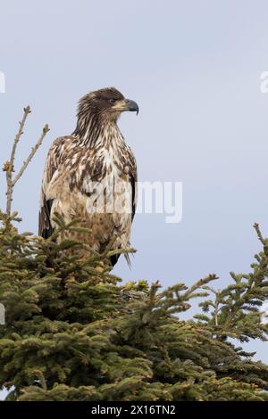 Giovane aquila calva (Haliaeetus leucocephalus), Ninilchik, Kenai, Alaska, Stati Uniti Foto Stock