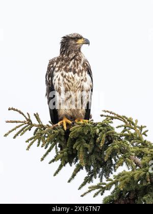 Giovane aquila calva (Haliaeetus leucocephalus), Ninilchik, Kenai, Alaska, Stati Uniti Foto Stock