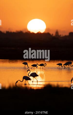 Fenicotteri (Phoenicopterus roseus) al tramonto nel Delta dell'Ebro, Spagna Foto Stock