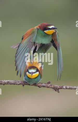 Mating Bee-Eaters (Merops apiaster), Lleida, Spagna Foto Stock
